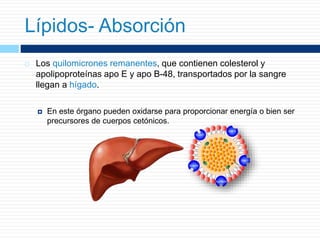  Los quilomicrones remanentes, que contienen colesterol y
apolipoproteínas apo E y apo B-48, transportados por la sangre
llegan a hígado.
 En este órgano pueden oxidarse para proporcionar energía o bien ser
precursores de cuerpos cetónicos.
Lípidos- Absorción
 