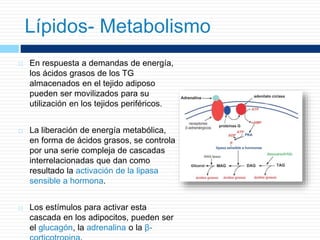  En respuesta a demandas de energía,
los ácidos grasos de los TG
almacenados en el tejido adiposo
pueden ser movilizados para su
utilización en los tejidos periféricos.
 La liberación de energía metabólica,
en forma de ácidos grasos, se controla
por una serie compleja de cascadas
interrelacionadas que dan como
resultado la activación de la lipasa
sensible a hormona.
 Los estímulos para activar esta
cascada en los adipocitos, pueden ser
el glucagón, la adrenalina o la β-
Lípidos- Metabolismo
 