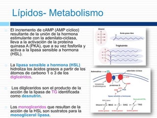  El incremento de cAMP (AMP cíclico)
resultante de la unión de la hormona
estimulante con la adenilato-ciclasa,
lleva a la activación de la proteína
quinasa A (PKA), que a su vez fosforila y
activa a la lipasa sensible a hormona
(HSL).
 La lipasa sensible a hormona (HSL)
hidroliza los ácidos grasos a partir de los
átomos de carbono 1 o 3 de los
diglicéridos.
 Los dilgliceridos son el producto de la
acción de la lipasa de TG identificada
como desnutrin.
 Los monogliceridos que resultan de la
acción de la HSL son sustratos para la
monoglicerol lipasa.
Lípidos- Metabolismo
 