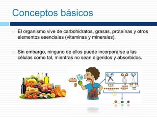  El organismo vive de carbohidratos, grasas, proteínas y otros
elementos esenciales (vitaminas y minerales).
 Sin embargo, ninguno de ellos puede incorporarse a las
células como tal, mientras no sean digeridos y absorbidos.
Conceptos básicos
 