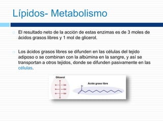 El resultado neto de la acción de estas enzimas es de 3 moles de
ácidos grasos libres y 1 mol de glicerol.
 Los ácidos grasos libres se difunden en las células del tejido
adiposo o se combinan con la albúmina en la sangre, y así se
transportan a otros tejidos, donde se difunden pasivamente en las
células.
Lípidos- Metabolismo
 