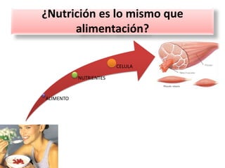 ¿Nutrición es lo mismo que
alimentación?
ALIMENTO
NUTRIENTES
CELULA
 