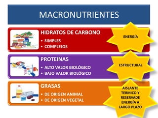 MACRONUTRIENTES
HIDRATOS DE CARBONO
• SIMPLES
• COMPLEJOS
PROTEINAS
• ALTO VALOR BIOLÓGICO
• BAJO VALOR BIOLÓGICO
GRASAS
• DE ORIGEN ANIMAL
• DE ORIGEN VEGETAL
ENERGÍA
ESTRUCTURAL
AISLANTE
TERMICO Y
RESERVADE
ENERGÍA A
LARGO PLAZO
 