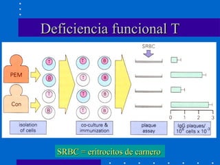 Deficiencia funcional T SRBC = eritrocitos de carnero 