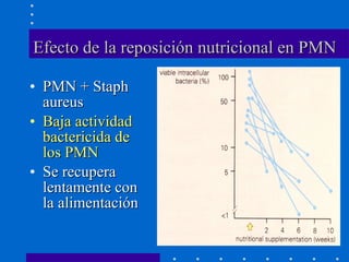 Efecto de la reposición nutricional en PMN   PMN + Staph aureus Baja actividad bactericida de los PMN Se recupera lentamente con la alimentación 
