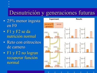 Desnutrición y generaciones futuras 25% menor ingesta en F0 F1 y F2 se da nutrición normal Reto con eritrocitos de carnero F1 y F2 no logran recuperar función normal 