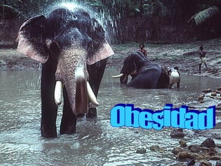 Obesidad 