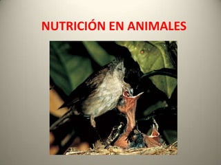 NUTRICIÓN EN ANIMALES
 