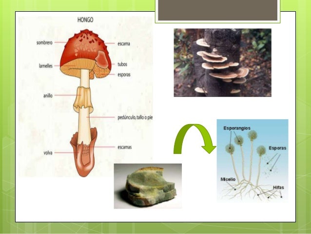Nutrición en hongos y plantas