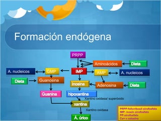 Formación endógenaPRPPAminoácidosDietaIMPGMPA. nucleicosAMPA. nucleicosGuanosinaDietainosinaAdenosinaDietahipoxantinaGuaninaXantino oxidasa/ superóxidoxantinaPRPP:foforribosil pirofosfatoIMP: inosín pirofosfatoPP:pirofosfatoCa+ y calpaínaXantino oxidasaÁ. úrico