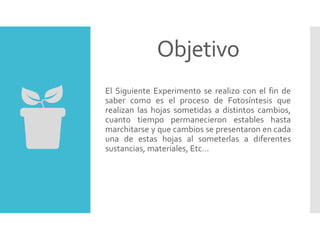 Objetivo
El Siguiente Experimento se realizo con el fin de
saber como es el proceso de Fotosíntesis que
realizan las hojas sometidas a distintos cambios,
cuanto tiempo permanecieron estables hasta
marchitarse y que cambios se presentaron en cada
una de estas hojas al someterlas a diferentes
sustancias, materiales, Etc…
 