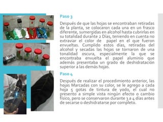 Paso 3
Después de que las hojas se encontraban retiradas
de la planta, se colocaron cada una en un frasco
diferente, sumergidas en alcohol hasta cubrirlas en
su totalidad durante 2 Días, teniendo en cuenta no
extraviar el color de papel en el que fueron
envueltas. Cumplido estos días, retiradas del
alcohol y secadas las hojas se tornaron de una
tonalidad oscura, especialmente la que se
encontraba envuelta el papel aluminio que
además presentaba un grado de deshidratación
superior a las demás hojas.
Paso 4
Después de realizar el procedimiento anterior, las
hojas Marcadas con su color, se le agrego a cada
hoja 5 gotas de tintura de yodo, el cual no
presento a simple vista ningún efecto o cambio
físico, pero se conservaron durante 3 a 4 días antes
de secarse o deshidratarse por completo.
 