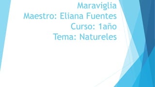Maraviglia
Maestro: Eliana Fuentes
Curso: 1año
Tema: Natureles
 