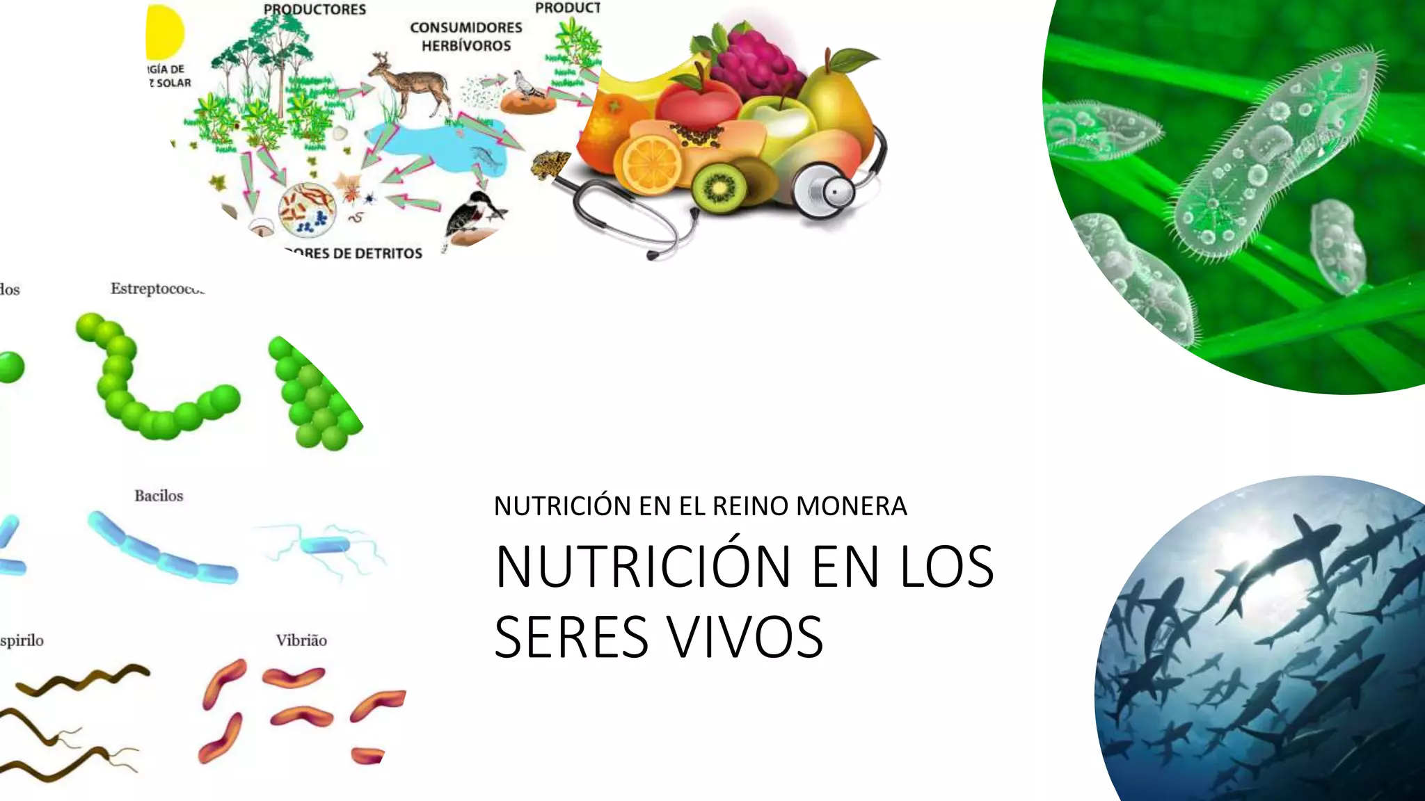 NUTRICIÓN EN LOS SERES VIVOS.pptx