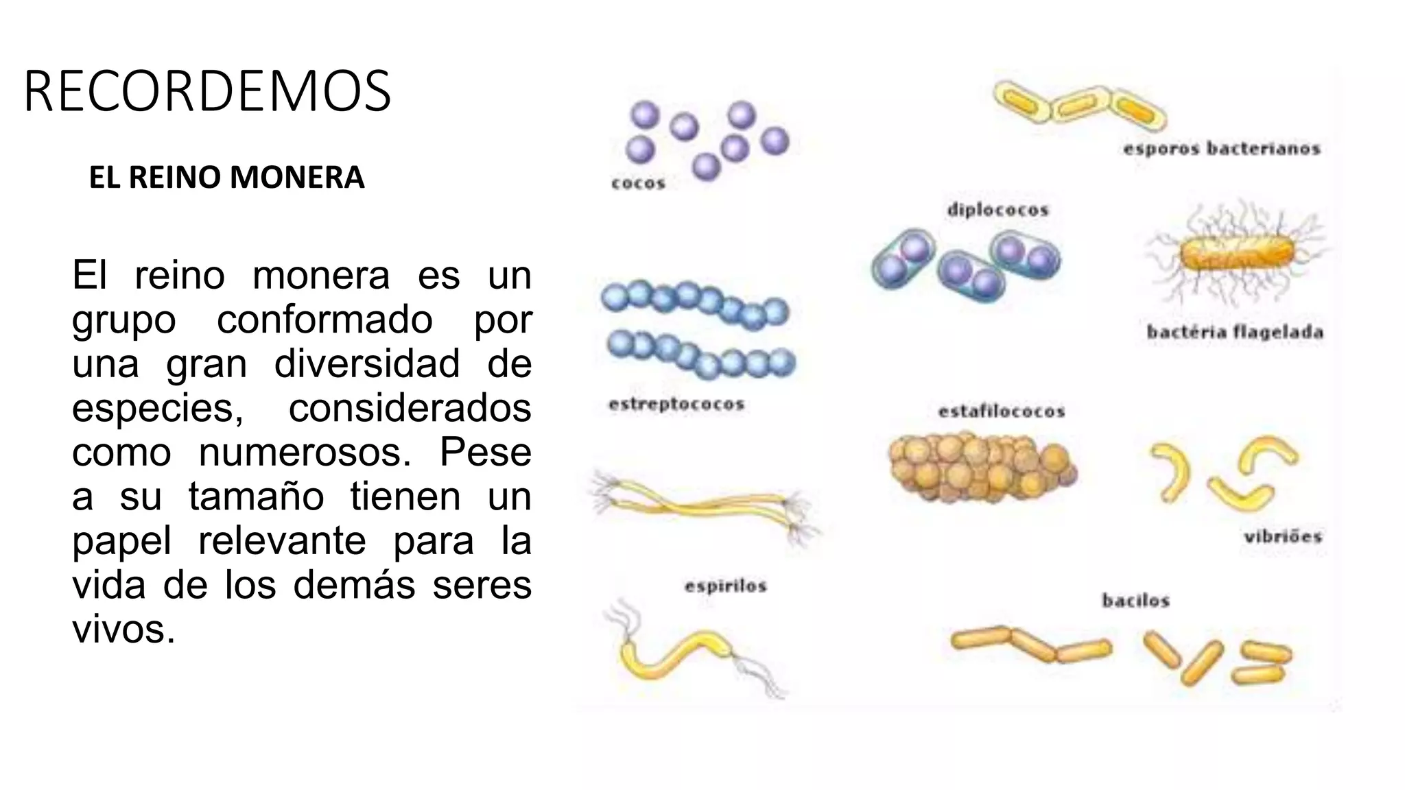 NUTRICIÓN EN LOS SERES VIVOS.pptx
