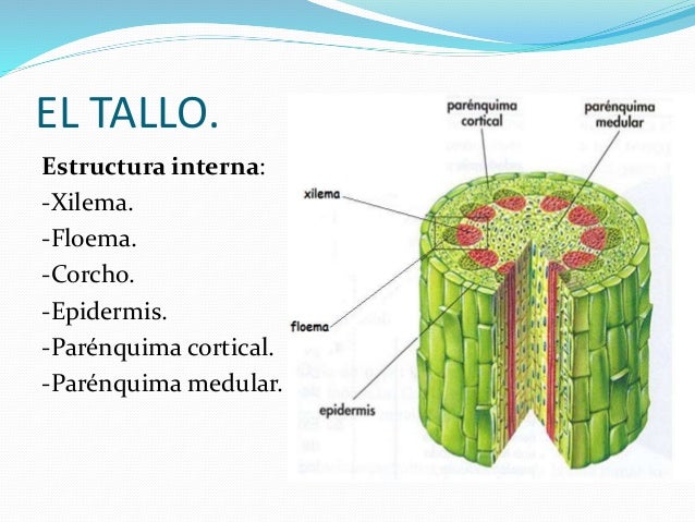 Estructura Interna Del Tallo 2020 idea e inspiración