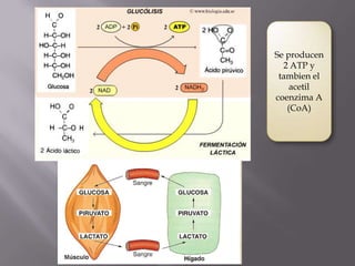 Se producen
  2 ATP y
 tambien el
    acetil
coenzima A
   (CoA)
 