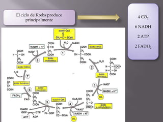El ciclo de Krebs produce    4 CO2
      principalmente
                            6 NADH

                             2 ATP

                            2 FADH2
 