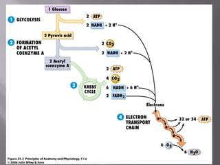Nutrición heterótrofa