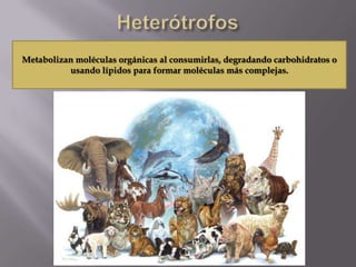 Metabolizan moléculas orgánicas al consumirlas, degradando carbohidratos o
          usando lípidos para formar moléculas más complejas.
 