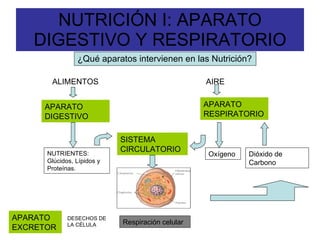 NUTRICIÓN I: APARATO DIGESTIVO Y RESPIRATORIO ,[object Object],NUTRIENTES: Glúcidos, Lípidos y Proteínas.  Oxígeno Respiración celular ALIMENTOS AIRE APARATO DIGESTIVO APARATO RESPIRATORIO SISTEMA CIRCULATORIO DESECHOS DE LA CÉLULA APARATO EXCRETOR Dióxido de Carbono 