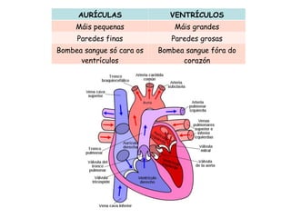AURÍCULAS VENTRÍCULOS
Máis pequenas Máis grandes
Paredes finas Paredes grosas
Bombea sangue só cara os
ventrículos
Bombea sangue fóra do
corazón
 
