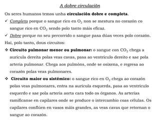 A dobre circulación
Os seres humanos temos unha circulación dobre e completa.
 Completa porque o sangue rico en O2 non se mestura no corazón co
sangue rico en CO2 sendo polo tanto máis eficaz.
 Dobre porque no seu percorrido o sangue pasa dúas veces polo corazón.
Hai, polo tanto, dous circuitos:
 Circuito pulmonar menor ou pulmonar: o sangue con CO2 chega a
aurícula dereita polas veas cavas, pasa ao ventrículo dereito e sae pola
arteria pulmonar. Chega aos pulmóns, onde se osixena, e regresa ao
corazón polas veas pulmonares.
 Circuito maior ou sistémico: o sangue rico en O2 chega ao corazón
polas veas pulmonares, entra na aurícula esquerda, pasa ao ventrículo
esquerdo e sae pola arteria aorta cara todo os órganos. As arterias
ramifícanse en capilares onde se produce o intercambio coas células. Os
capilares conflúen en vasos máis grandes, as veas cavas que retornan o
sangue ao corazón.
 