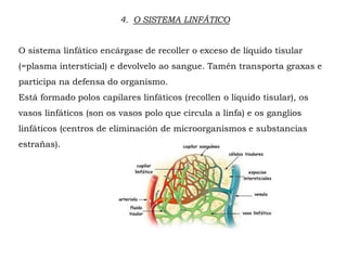4. O SISTEMA LINFÁTICO
O sistema linfático encárgase de recoller o exceso de líquido tisular
(=plasma intersticial) e devolvelo ao sangue. Tamén transporta graxas e
participa na defensa do organismo.
Está formado polos capilares linfáticos (recollen o líquido tisular), os
vasos linfáticos (son os vasos polo que circula a linfa) e os ganglios
linfáticos (centros de eliminación de microorganismos e substancias
estrañas).
 