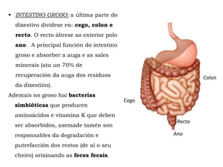  INTESTINO GROSO: a última parte do
dixestivo divídese en: cego, colon e
recto. O recto ábrese ao exterior polo
ano. A principal función do intestino
groso e absorber a auga e as sales
minerais (ata un 70% de
recuperación da auga dos residuos
da dixestión).
Ademais no groso hai bacterias
simbióticas que producen
aminoácidos e vitamina K que deben
ser absorbidos, asemade tamén son
responsables da degradación e
putrefacción dos restos (de aí o seu
cheiro) orixinando as feces fecais.
Colon
Ano
Recto
Cego
 