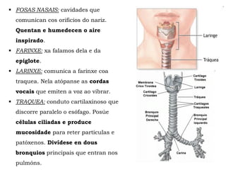  FOSAS NASAIS: cavidades que
comunican cos orificios do nariz.
Quentan e humedecen o aire
inspirado.
 FARINXE: xa falamos dela e da
epiglote.
 LARINXE: comunica a farinxe coa
traquea. Nela atópanse as cordas
vocais que emiten a voz ao vibrar.
 TRAQUEA: conduto cartilaxinoso que
discorre paralelo o esófago. Posúe
células ciliadas e produce
mucosidade para reter partículas e
patóxenos. Divídese en dous
bronquios principais que entran nos
pulmóns.
 