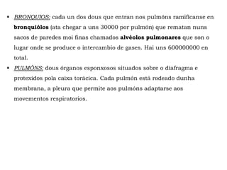  BRONQUIOS: cada un dos dous que entran nos pulmóns ramifícanse en
bronquiólos (ata chegar a uns 30000 por pulmón) que rematan nuns
sacos de paredes moi finas chamados alvéolos pulmonares que son o
lugar onde se produce o intercambio de gases. Hai uns 600000000 en
total.
 PULMÓNS: dous órganos esponxosos situados sobre o diafragma e
protexidos pola caixa torácica. Cada pulmón está rodeado dunha
membrana, a pleura que permite aos pulmóns adaptarse aos
movementos respiratorios.
 