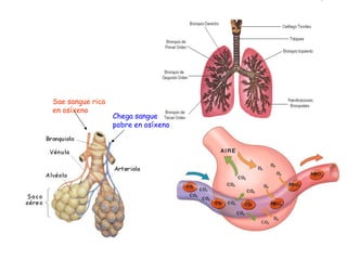 Chega sangue
pobre en osíxeno
Sae sangue rica
en osíxeno
 