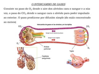 O INTERCAMBIO DE GASES
Consiste no paso do O2 dende o aire dos alvéolos cara o sangue e a súa
vez, o paso do CO2 dende o sangue cara o alvéolo para poder expulsalo
ao exterior. O paso prodúcese por difusión simple (do máis concentrado
ao menos)
 
