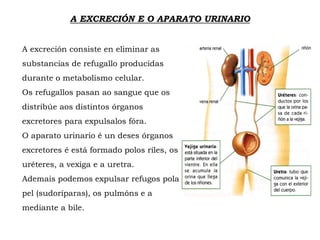 A EXCRECIÓN E O APARATO URINARIO
A excreción consiste en eliminar as
substancias de refugallo producidas
durante o metabolismo celular.
Os refugallos pasan ao sangue que os
distribúe aos distintos órganos
excretores para expulsalos fóra.
O aparato urinario é un deses órganos
excretores é está formado polos riles, os
uréteres, a vexiga e a uretra.
Ademais podemos expulsar refugos pola
pel (sudoríparas), os pulmóns e a
mediante a bile.
 