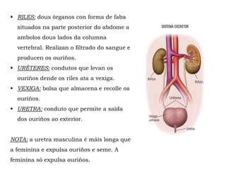  RILES: dous órganos con forma de faba
situados na parte posterior do abdome a
ambolos dous lados da columna
vertebral. Realizan o filtrado do sangue e
producen os ouriños.
 URÉTERES: condutos que levan os
ouriños dende os riles ata a vexiga.
 VEXIGA: bolsa que almacena e recolle os
ouriños.
 URETRA: conduto que permite a saída
dos ouriños ao exterior.
NOTA: a uretra masculina é máis longa que
a feminina e expulsa ouriños e seme. A
feminina só expulsa ouriños.
 