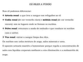 OS RILES A FONDO
Nun ril podemos diferenciar:
 Arteria renal: a que leva a sangue con refugallos ao ril
 Codia renal (de cor vermello claro) e médula renal (de cor vermello
escuro): son os lugares onde se forman os ouriños.
 Pelve renal: estrutura a modo de embudo e que conduce os ouriños
cara o uréter.
 Vea renal: extrae a sangue limpa dos riles.
Os ouriños son unha mestura de auga, sales minerais e urea.
O aparato urinario mantén a homeostase porque regula a concentración de
sales nos líquidos corporais mediante a súa eliminación e a reabsorción de
auga.
 