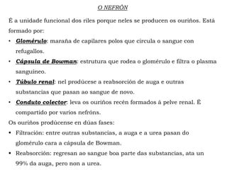 O NEFRÓN
É a unidade funcional dos riles porque neles se producen os ouriños. Está
formado por:
• Glomérulo: maraña de capilares polos que circula o sangue con
refugallos.
• Cápsula de Bowman: estrutura que rodea o glomérulo e filtra o plasma
sanguíneo.
• Túbulo renal: nel prodúcese a reabsorción de auga e outras
substancias que pasan ao sangue de novo.
• Conduto colector: leva os ouriños recén formados á pelve renal. É
compartido por varios nefróns.
Os ouriños prodúcense en dúas fases:
 Filtración: entre outras substancias, a auga e a urea pasan do
glomérulo cara a cápsula de Bowman.
 Reabsorción: regresan ao sangue boa parte das substancias, ata un
99% da auga, pero non a urea.
 