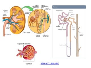 APARATO URINARIO
 