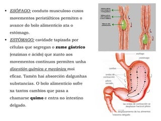  ESÓFAGO: conduto musculoso cuxos
movementos peristálticos permiten o
avance do bolo alimenticio ata o
estómago.
 ESTÓMAGO: cavidade tapizada por
células que segregan o zume gástrico
(enzimas e ácido) que xunto aos
movementos continuos permiten unha
dixestión química e mecánica moi
eficaz. Tamén hai absorción dalgunhas
substancias. O bolo alimenticio sofre
xa tantos cambios que pasa a
chamarse quimo e entra no intestino
delgado.
 