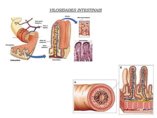 VILOSIDADES INTESTINAIS
 