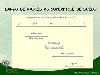 LARGO DE RAÍCES VS SUPERFICIE DE SUELO
 