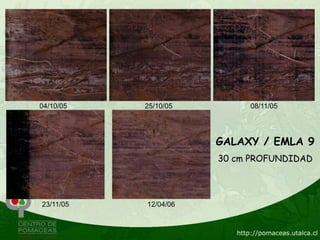 04/10/05   25/10/05        08/11/05




                      GALAXY / EMLA 9
                      30 cm PROFUNDIDAD




23/11/05   12/04/06
 