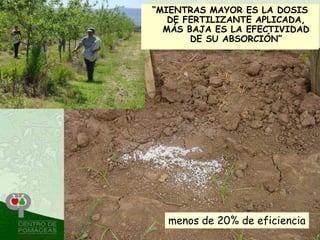 “MIENTRAS MAYOR ES LA DOSIS
   DE FERTILIZANTE APLICADA,
  MÁS BAJA ES LA EFECTIVIDAD
       DE SU ABSORCIÓN”




  menos de 20% de eficiencia
 