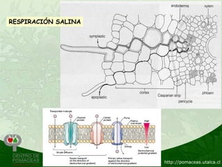 RESPIRACIÓN SALINA
 