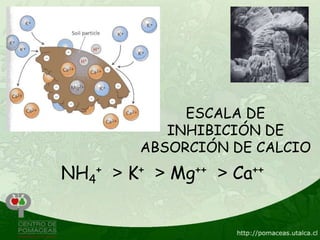 ESCALA DE
           INHIBICIÓN DE
        ABSORCIÓN DE CALCIO
NH4+ > K+ > Mg++ > Ca++
 