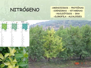 -AMINOÁCIDOS - PROTEÍNAS
NITRÓGENO    -COENZIMAS - VITAMINAS
                -NUCLEÓTIDOS - DNA
              -CLOROFILA -ALCALOIDES
 