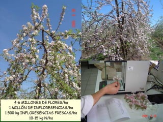 4-6 MILLONES DE FLORES/ha
   1 MILLÓN DE INFLORESENCIAS/ha
1.500 kg INFLORESENCIAS FRESCAS/ha
             10-15 kg N/ha
 
