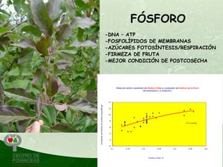 FÓSFORO
-DNA – ATP
-FOSFOLÍPIDOS DE MEMBRANAS
-AZÚCARES FOTOSÍNTESIS/RESPIRACIÓN
-FIRMEZA DE FRUTA
-MEJOR CONDICIÓN DE POSTCOSECHA
 