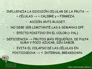 • INFLUENCIA LA DIVISIÓN CELULAR DE LA FRUTA →
       + CÉLULAS → + CALIBRE y + FIRMEZA.
            • ACCIÓN ANTI-RUSSET.
  • NO DEBE SER LIMITANTE LAS 6 SEMANAS DPF.
     • EFECTO POSITIVO EN EL COLOR (+ PAL).

• DEFICIENCIA → FRUTOS MÁS PEQUEÑOS, DE PULPA
         DURA Y POCO AZÚCAR, SIN SABOR.
     • EVITA EL COLAPSO DE LAS CÉLULAS EN
     POSTCOSECHA → < INTERNAL BREAKDOWN.
 