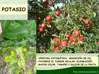 POTASIO




          -APERTURA ESTOMÁTICA: ABSORCIÓN DE CO2
          -FAVORECE EL TURGOR CELULAR: ELONGACIÓN.
          -MAYOR COLOR, TAMAÑO Y DULZOR DE LA FRUTA.
 